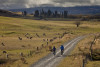 biking sheep