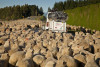 sheep van
