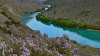 wild thyme roxburgh gorge