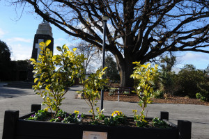 mosgiel park