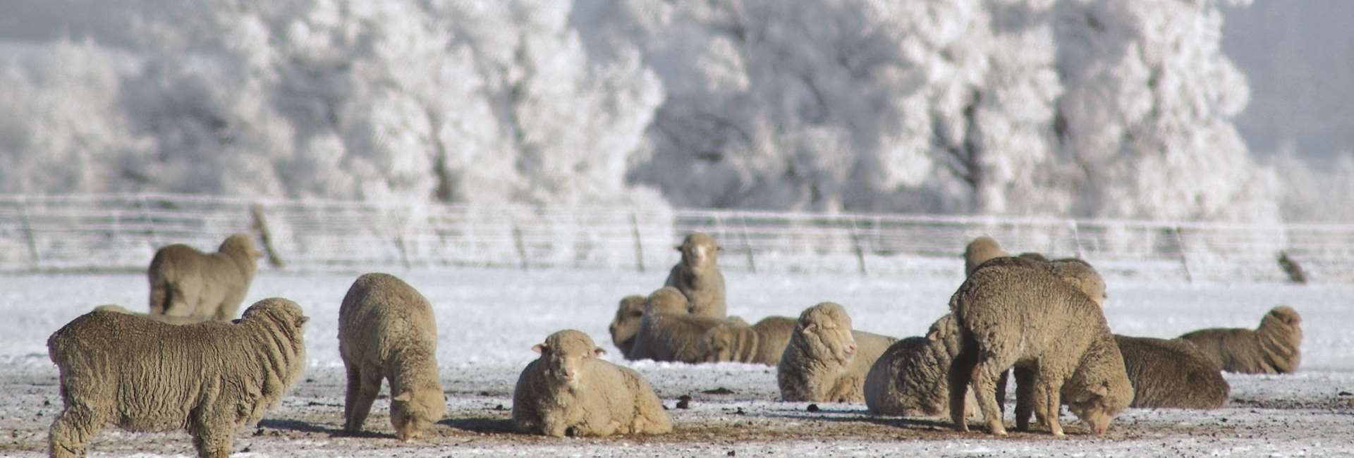 Spectacular hoar frost