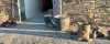 gumboots